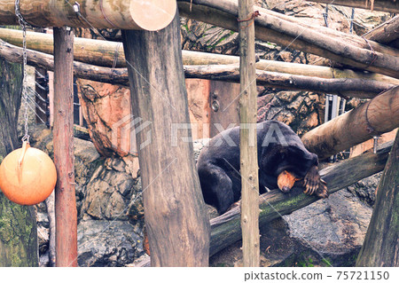在東京上野動物園的馬來亞熊 在東京上野動物園的馬來亞熊 75721150