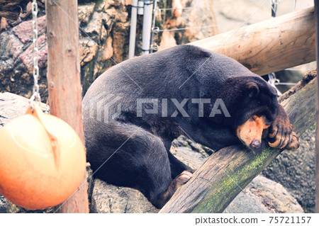 在東京上野動物園的馬來亞熊 75721157