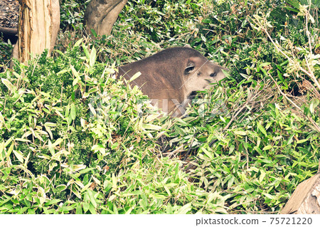 Tokyo / Ueno Zoo Baku 75721220