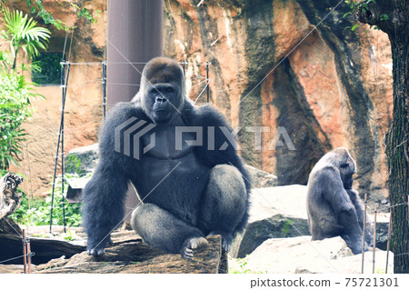 Gorilla at Tokyo Ueno Zoo Gorilla at Tokyo Ueno Zoo 75721301
