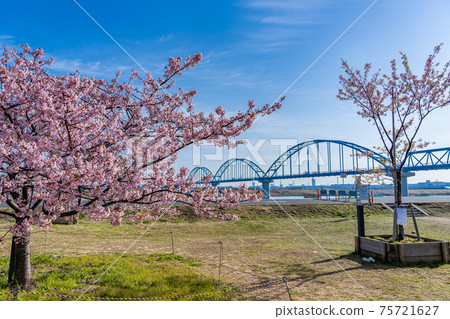 Spring in Japan Edogawa Myoden Super Embankment Freedom Square Kawazu Sakura Spring in Japan Edogawa Myoden Super Embankment Freedom Square Kawazu Sakura 75721627
