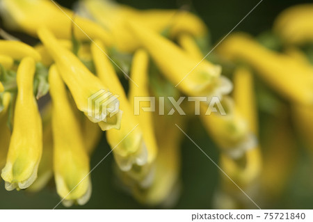 Mountain yellow keman Mountain yellow keman 75721840