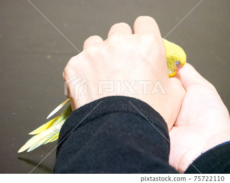 [Pet] Budgerigar wrapped in the palm of your hand 75722110