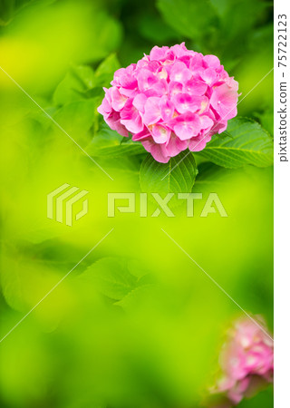 Hydrangea blooming in the rainy season 75722123