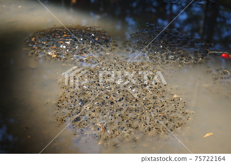 Rana japonica egg mass frog egg spring 75722164
