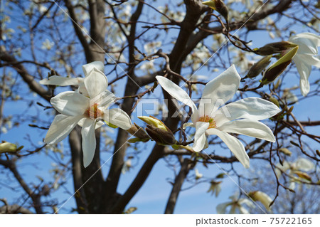 Kobusi spring flower white 75722165