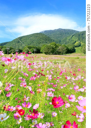 Kuroshime Takahara's Cosmos 75722223