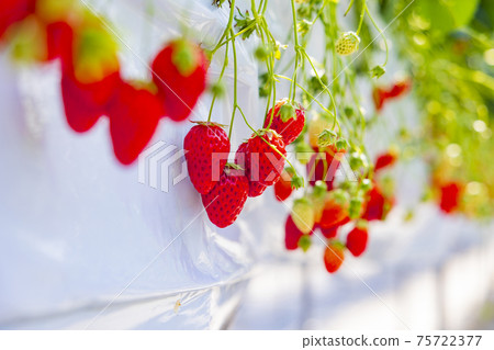 Strawberry picking 75722377