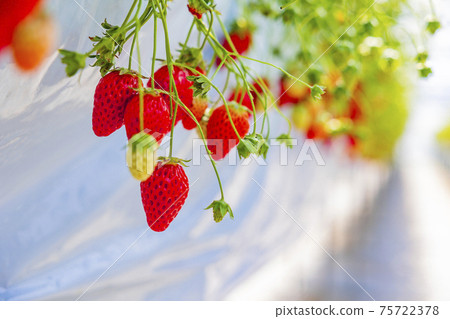 Strawberry picking 75722378