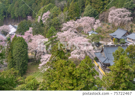 Minobu Kuonji Sakura 75722467