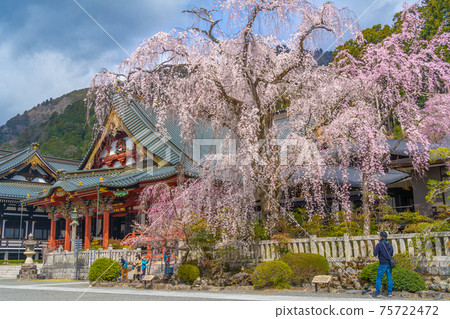 Minobu Kuonji Sakura 75722472