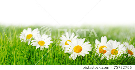 Spring meadow with daisies 75722796