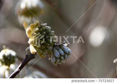 Buds of Mitsumata Buds of Mitsumata 75723027