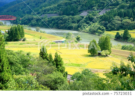 水稻梯田和千曲河 水稻梯田和千曲河 75723031