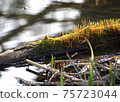 Sunbeams shine on the surface of the branches floating above the river 75723044