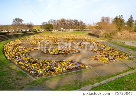 Flower field of Doman Green Park Flower field of Doman Green Park 75723045