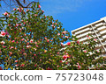 Many blooming camellia flowers 75723048