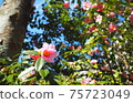 Close-up photo of camellia flowers 75723049