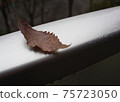Dead leaves on a handrail wet with rain 75723050