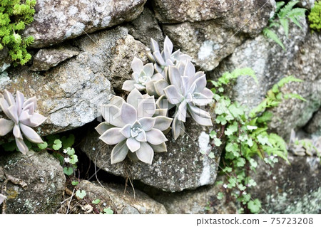 Flowers blooming between stones Flowers blooming between stones 75723208