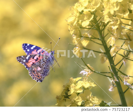A beautiful painted lady flying in a rape field while shining in the spring light A beautiful painted lady flying in a rape field while shining in the spring light 75723217