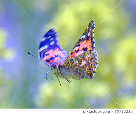 A beautiful painted lady flying in a rape field while shining in the spring light 75723223