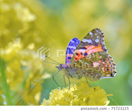 A beautiful painted lady flying in a rape field while shining in the spring light 75723225