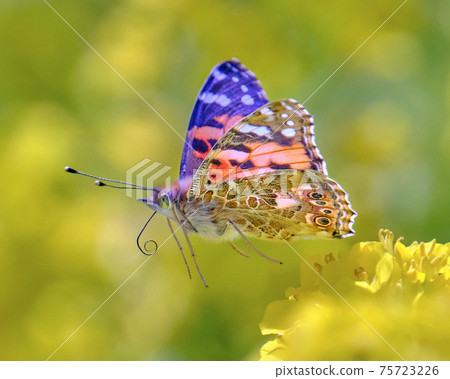 A beautiful painted lady flying in a rape field while shining in the spring light 75723226