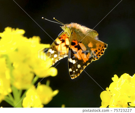 A beautiful painted lady flying in a rape field while shining in the spring light A beautiful painted lady flying in a rape field while shining in the spring light 75723227