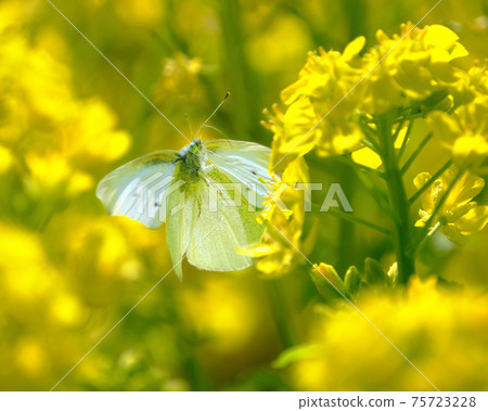 Close-up of a transparent cabbage white butterfly flying through a yellow rape field 75723228