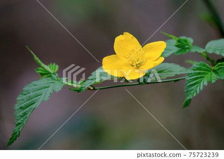 A bright yellow Yamabuki single flower rather than a Yamabuki color at the beginning of blooming 75723239
