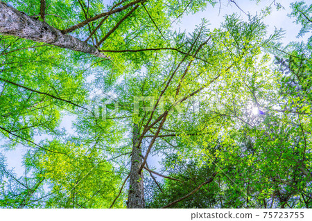 Kamikochi in early summer, fresh green trekking scenery [Nagano Prefecture] 75723755