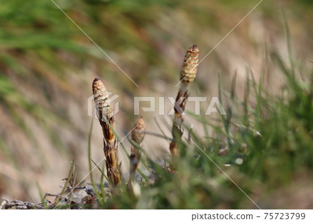 Horsetail 75723799