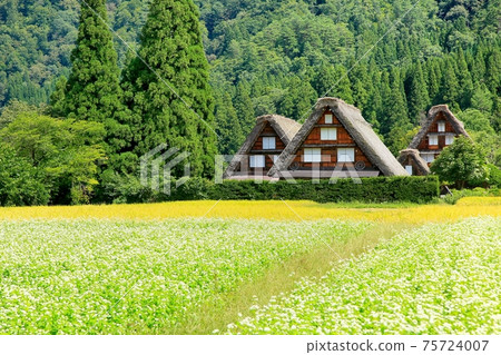 Shirakawago in autumn Shirakawago in autumn 75724007