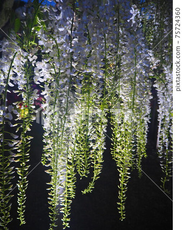 Shirafuji in the dark 75724360