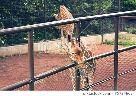 橫濱·Nogeyama動物園 橫濱·Nogeyama動物園 75724662
