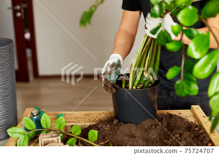 Man put soil in black pot with Zamioculcas on wooden table 75724707