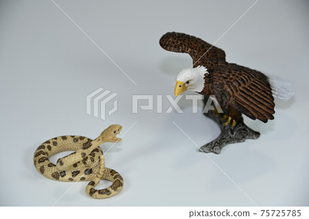 Fighting eagle and snake 75725785