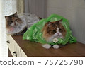 A rally of cats in fashionable dresses 75725790
