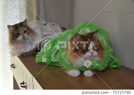 A rally of cats in fashionable dresses 75725790