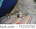 Good night cat during camp 75725792