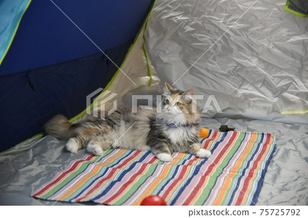 Good night cat during camp 75725792