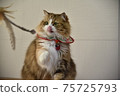 Licking cat 75725793