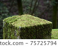 Moss growing on the pillar 75725794