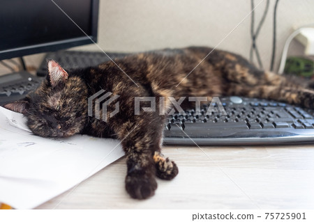 Black cat with computer keyboard lying on the table 75725901