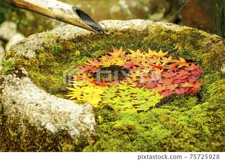 京都著名的秋葉之鄉柳谷寺的秋葉，紅葉的絕妙景點-Momiji no Hanatemizu 75725928