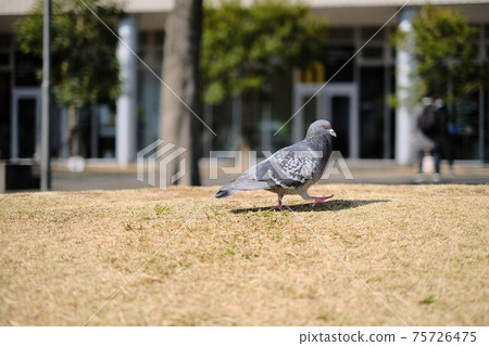 白天在陽光下曬太陽的鴿子在附近的公園散步 白天在陽光下曬太陽的鴿子在附近的公園散步 75726475
