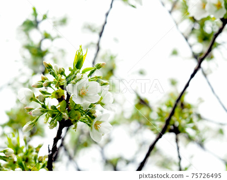 Morning after the rain Oshima cherry Morning after the rain Oshima cherry 75726495