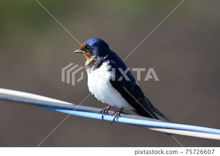 吞下 吞下 75726607