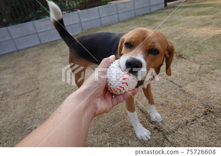 小獵犬狗在草坪上的院子裡打球 75726608